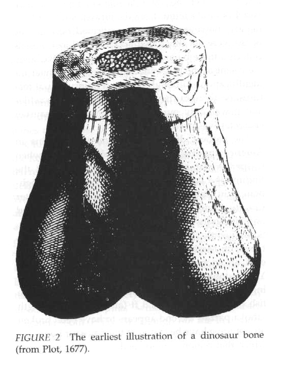 First modern description of a dinosaur bone - drawing